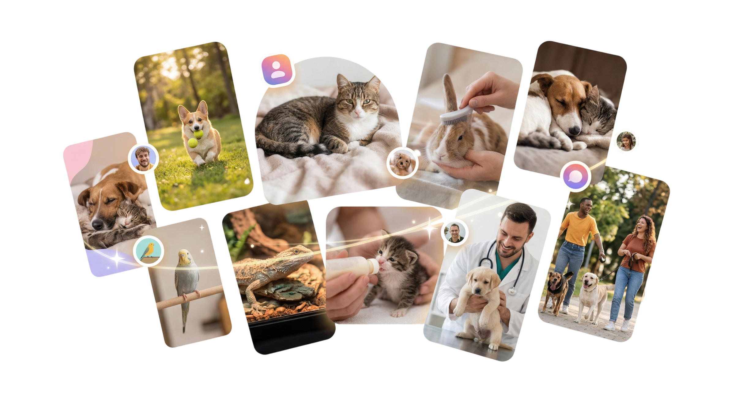 Collage de momentos con mascotas y la comunidad Kodail